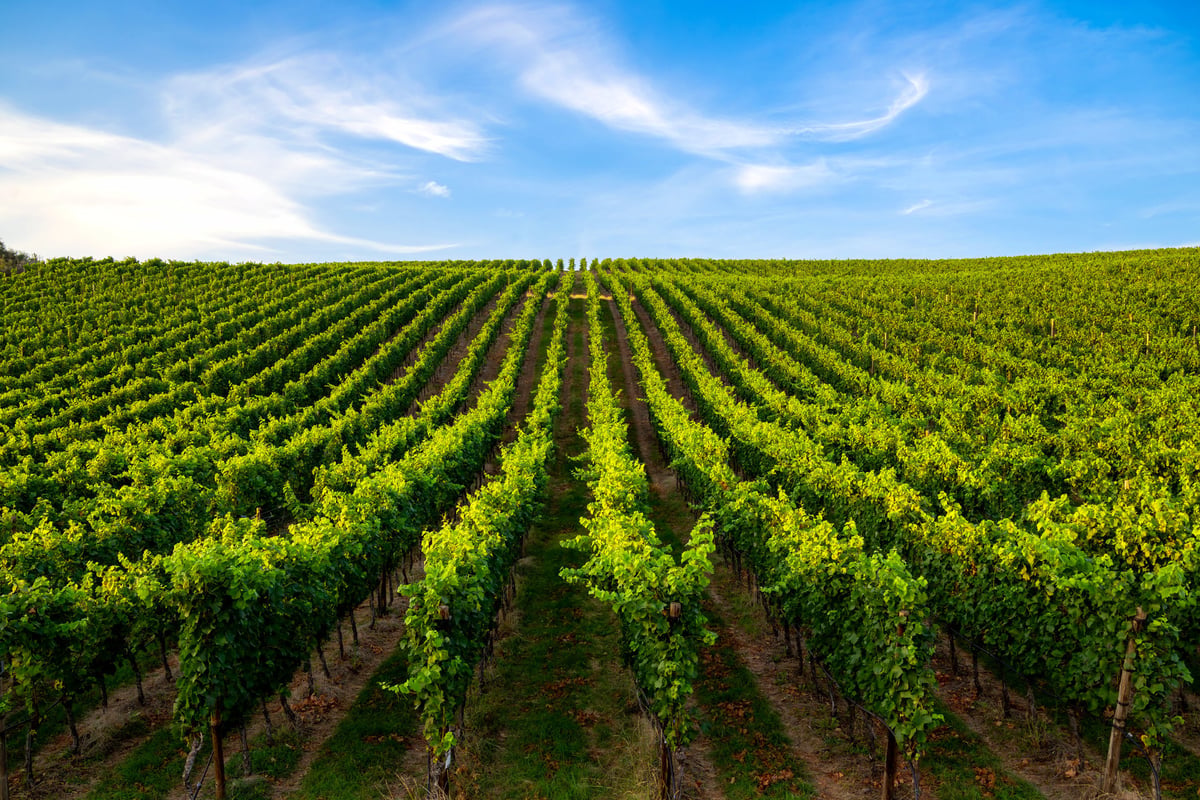Rueda vineyards