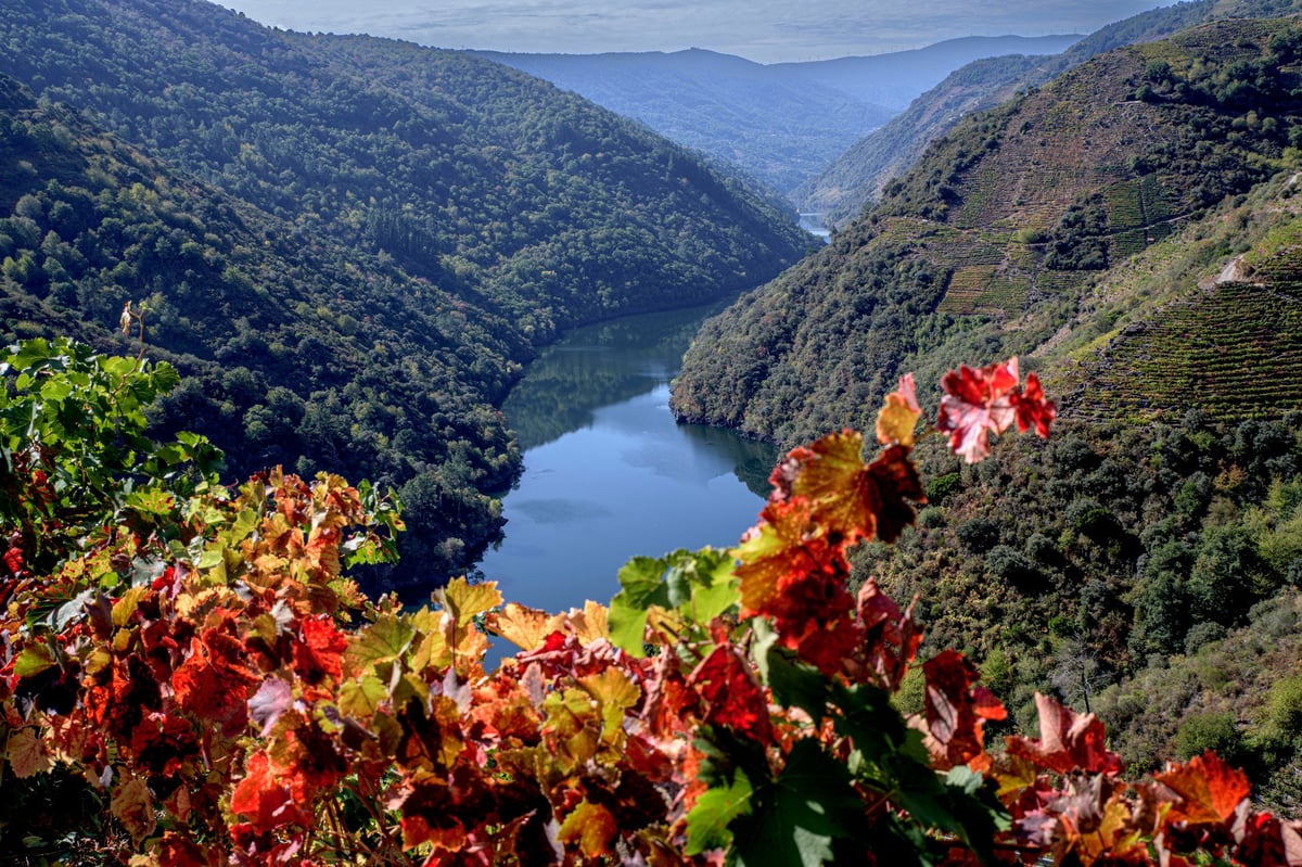 Ribera del Duero vineyards