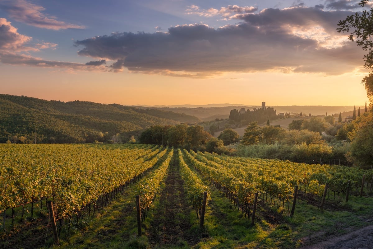 Rioja vineyards