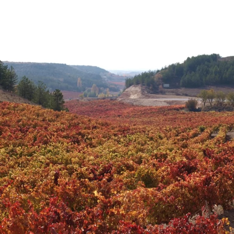 Expansive autumn vineyard landscape with red and golden vines stretching across rolling hills, surrounded by forested mountains