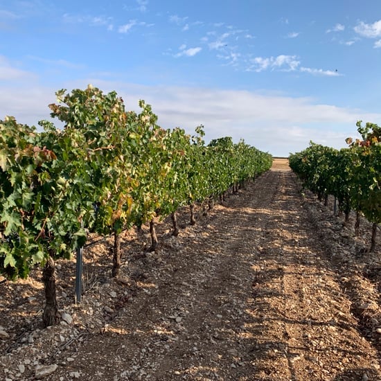Vineyard with young grapevines growing in rows on brown soil under clear blue sky