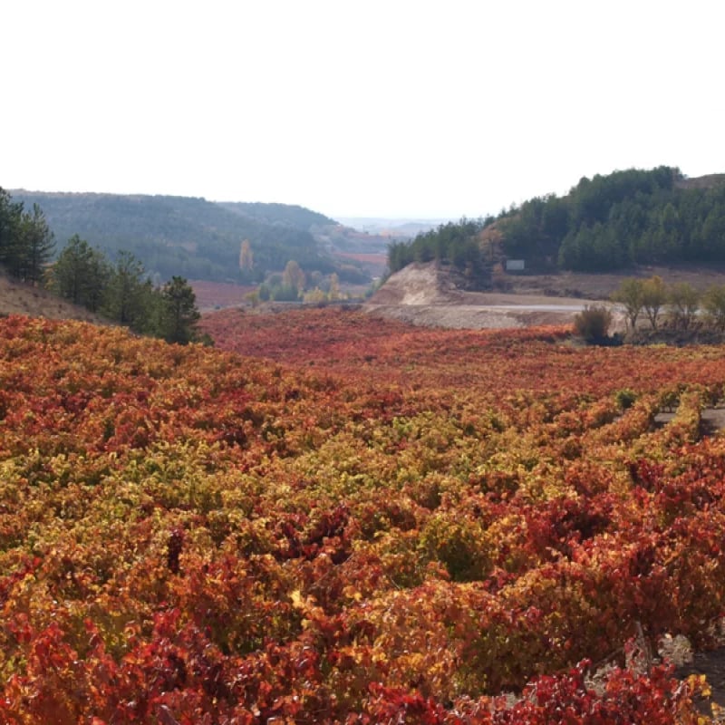 Expansive vineyard in autumn with red and golden grapevines covering rolling hills, forested mountains in the background