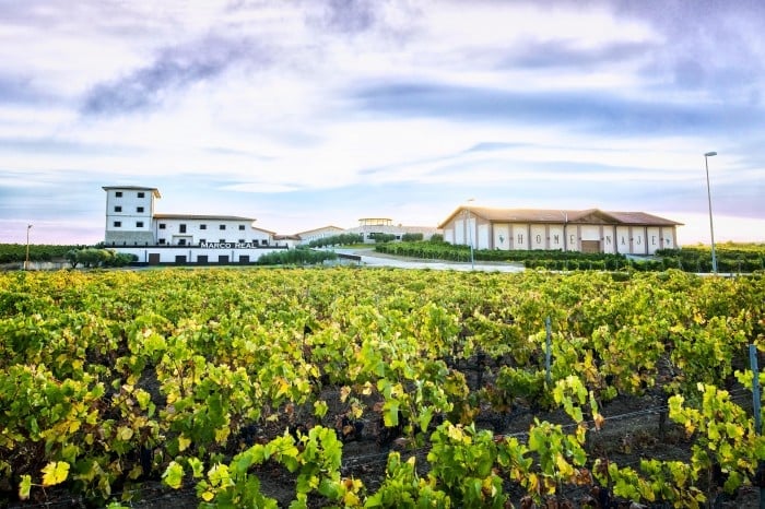 Vineyard with young green grapevines in foreground, white winery buildings and blue sky with clouds in background